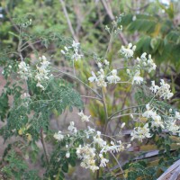 Moringa oleifera Lam.